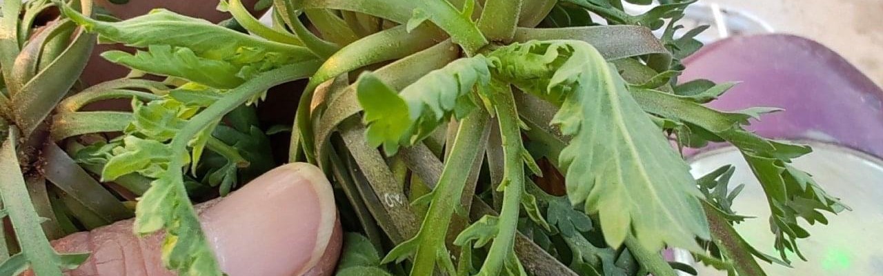 黄金价格跌破1000元！看来这茬儿韭菜，是到收割的时候了？