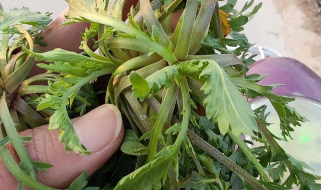 黄金价格跌破1000元！看来这茬儿韭菜，是到收割的时候了？
